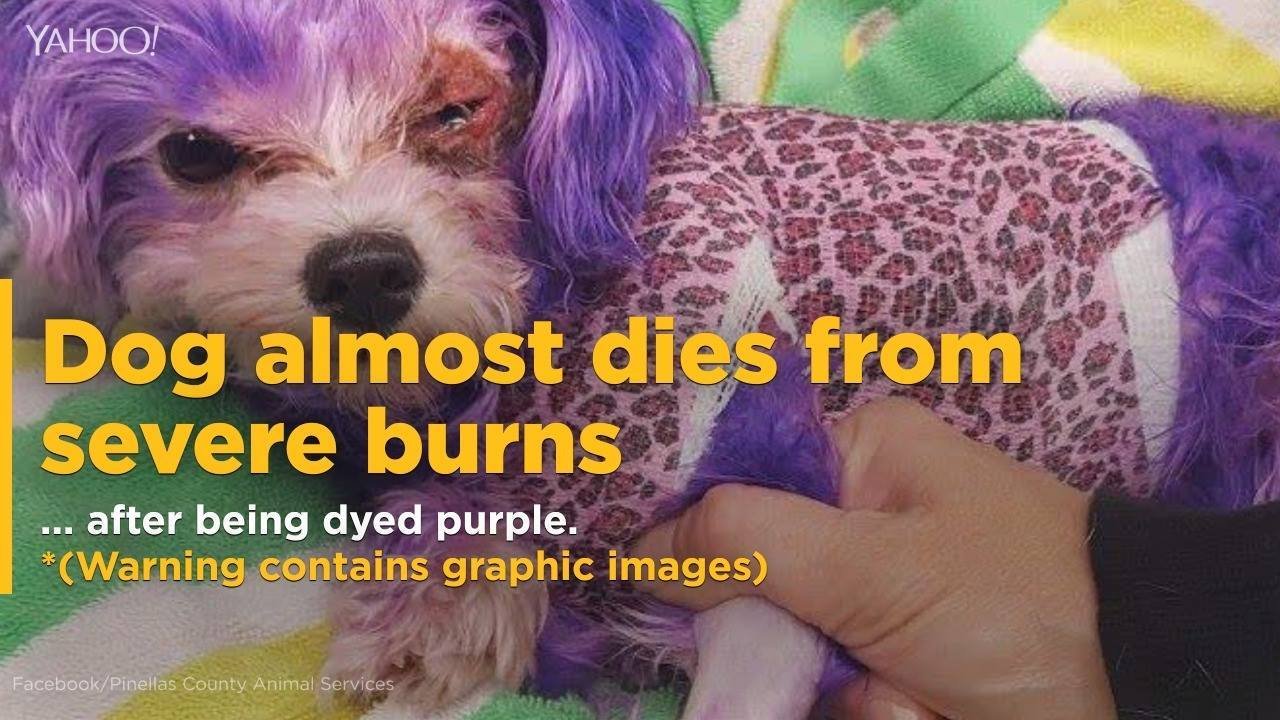 14K views · 44 reactions | A Florida dog owner made a big mistake: she used human dye and injured her pup! http://bit.ly/2ngpHxQ | Yahoo Canada